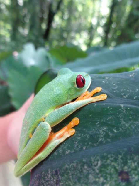 red eye tree frog costa rica