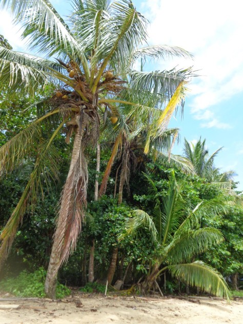 palm trees costa rica