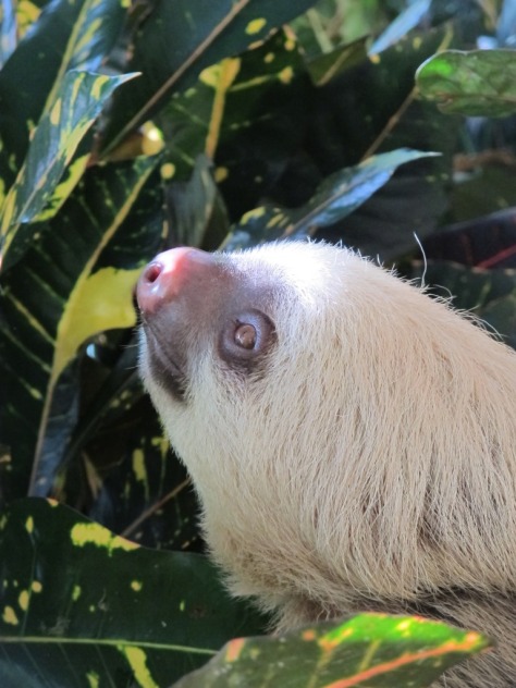 sloth costa rica
